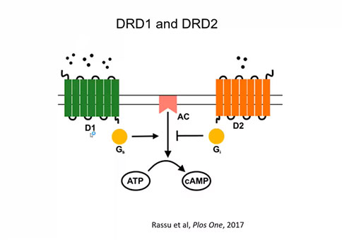 直播回顾 |「大成学堂」DA(VTA)→5-HT(DRN)神经环路调控神经厌食症 