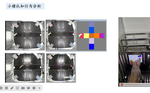 脑血管疾病动物模型领域有哪些创新技术？