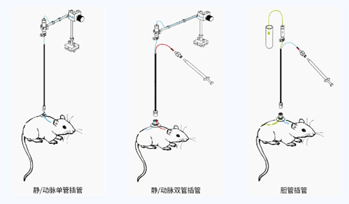 k8凯发小动物颈静脉插管采血及给药培训班报名火热开启