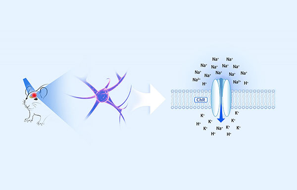 光遗传实验