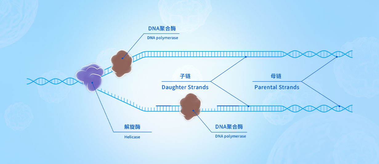 分子常规实验应用