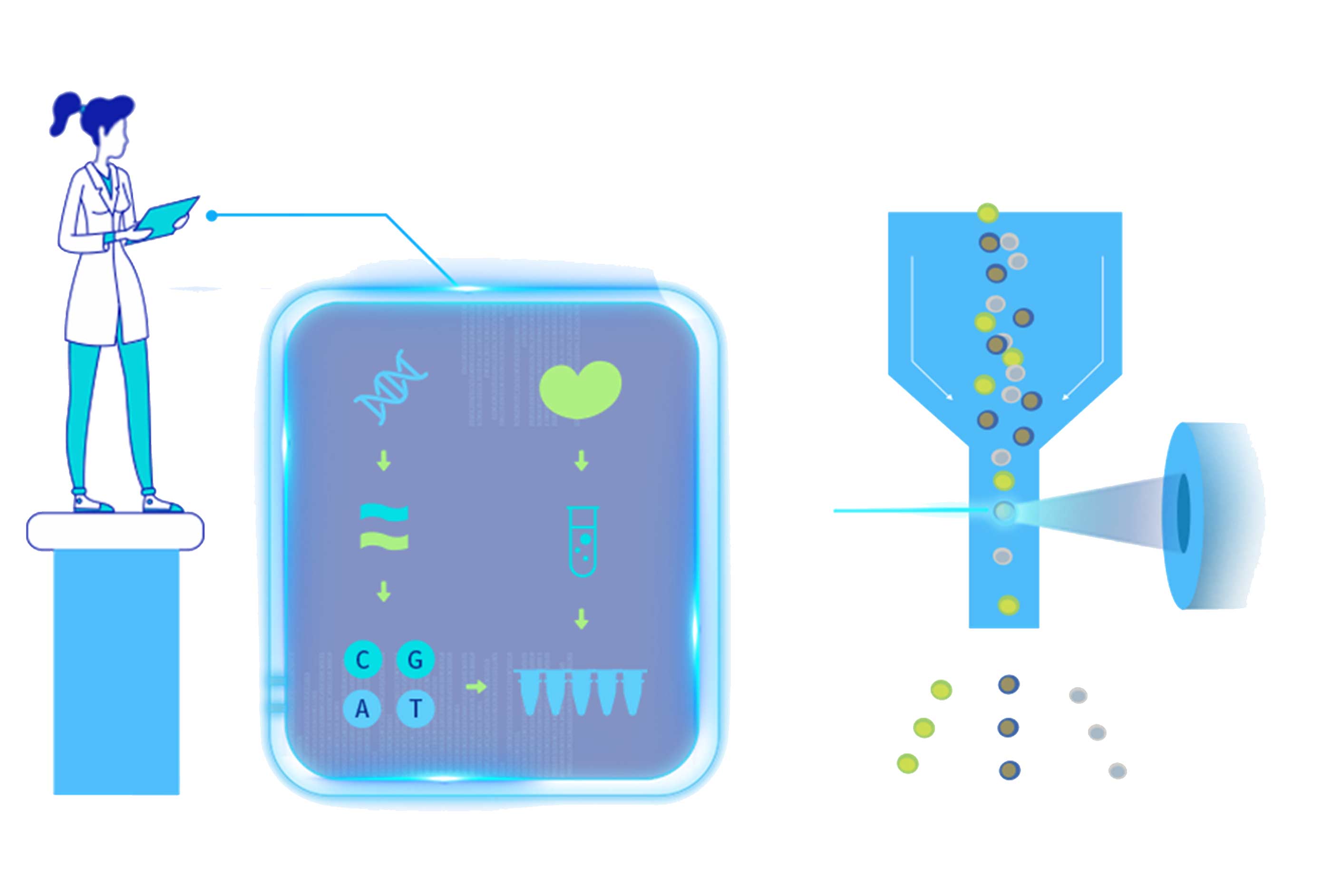 细胞分子机制探究