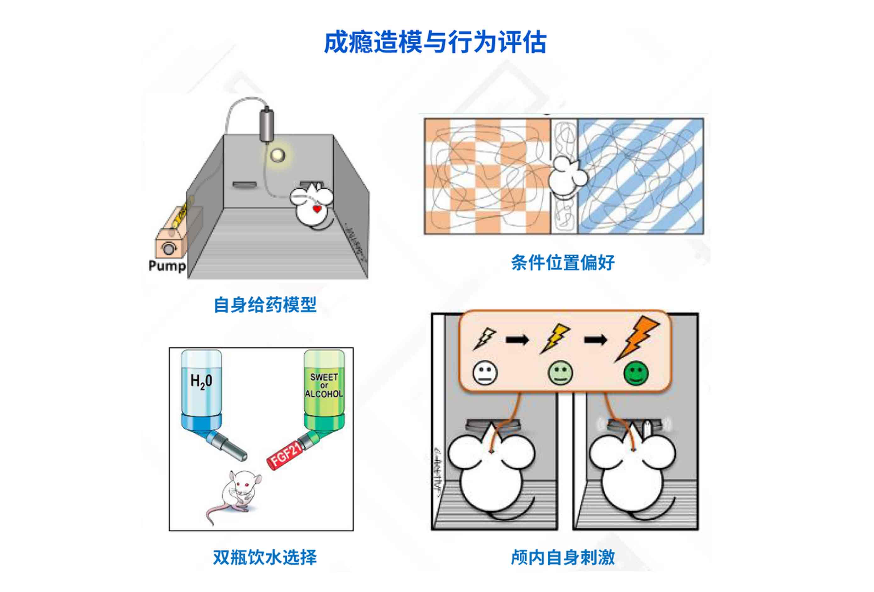 动物行为造模