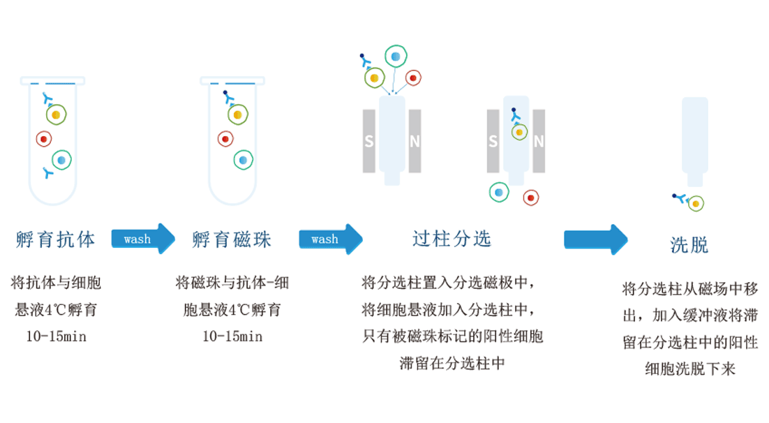 有柱式纳米磁珠细胞分选试剂盒