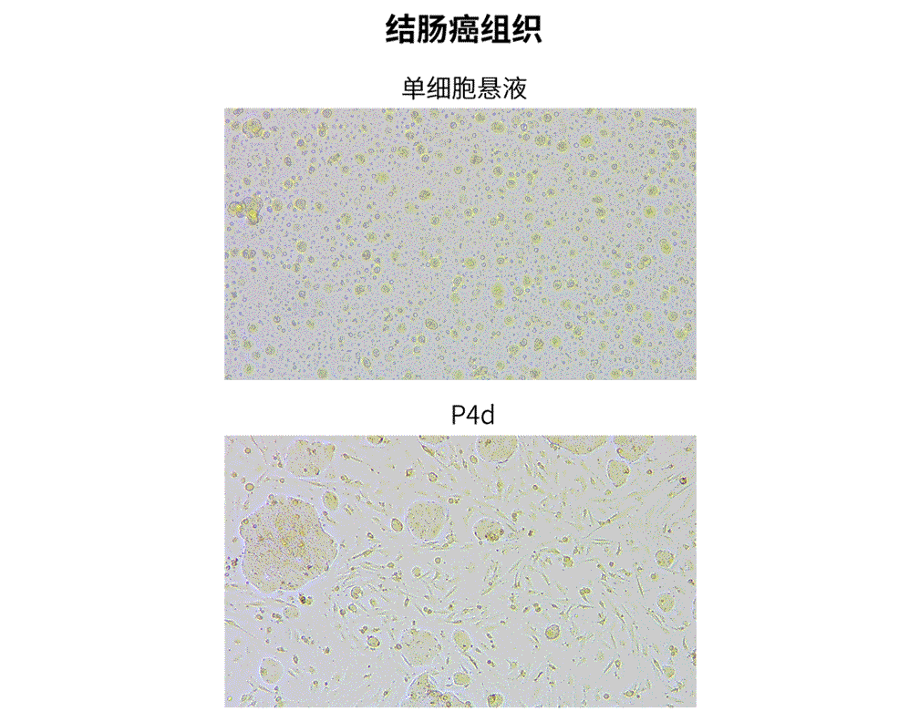 原代细胞培养