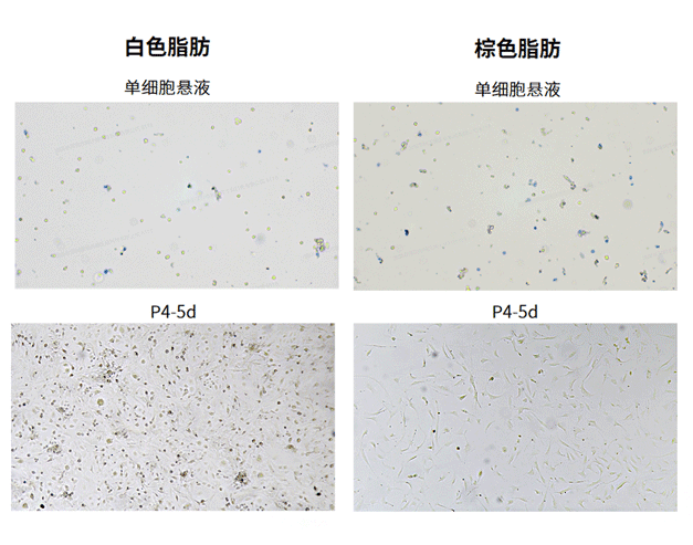 小鼠脂肪组织