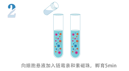 无柱式纳米磁珠细胞分选试剂