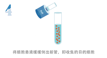 无柱式纳米磁珠细胞分选试剂